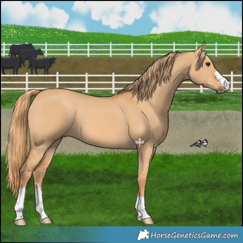 Horse Color:Red Dun 