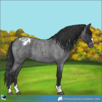 Horse Color:Blue Roan Varnish