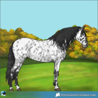 Horse Color:Blue Roan Appaloosa 