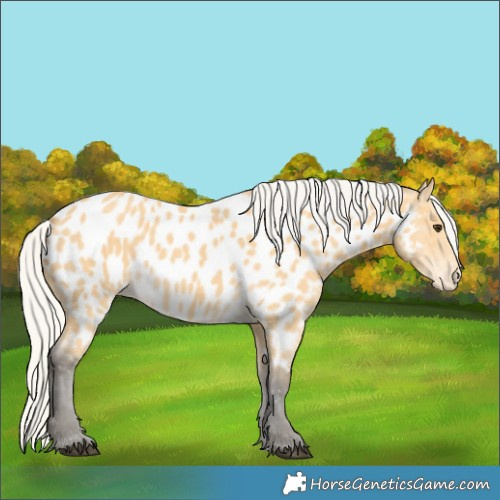 Horse Color:Silver Buckskin Near Leopard