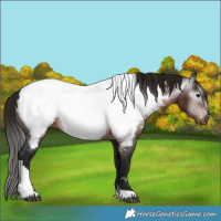 Horse Color:Gray Bay Tobiano Appaloosa 