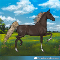 Horse Color:Liver Chestnut Sabino 