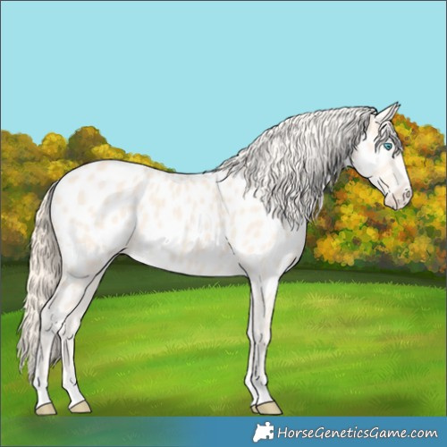 Horse Color:Perlino Appaloosa 