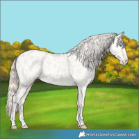 Horse Color:Perlino Appaloosa