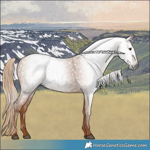 Horse Color:Gray Chestnut 