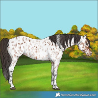 Horse Color:Bay Sabino Near Leopard Rabicano  and Bay Roan Near Leopard Rabicano 