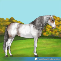 Horse Color:White Spotted Bay Frame