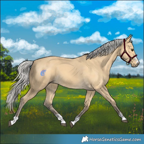 Horse Color:Silver Buckskin 