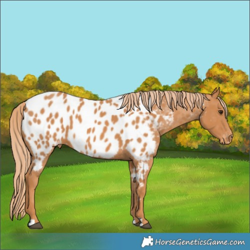 Horse Color:Chestnut Appaloosa 