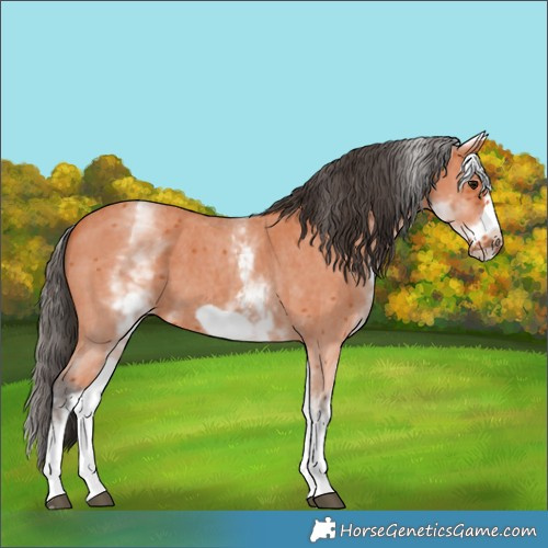 Horse Color:White Spotted Bay Sabino Frame 
