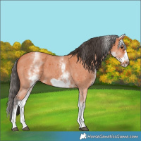 Horse Color:White Spotted Bay Sabino Frame 