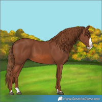 Horse Color:Chestnut Splash 