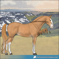 Horse Color:Chestnut Splash 