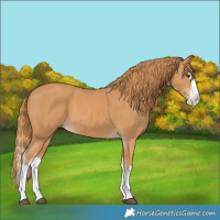 Horse Color:Chestnut Splash