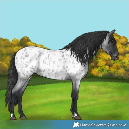 Horse Color:Blue Roan Appaloosa 