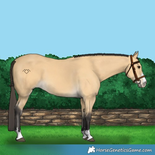 Horse Color:Buckskin 