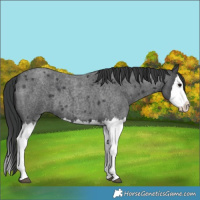 Horse Color:Blue Roan Splash 