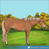 Horse Color:Chestnut 