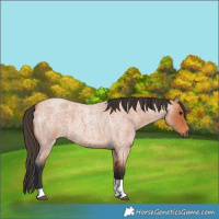Horse Color:Bay Roan Tobiano