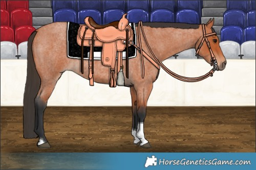 Horse Color:Bay Roan Tobiano 