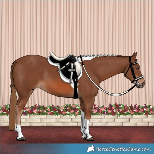 Horse Color:Chestnut Tobiano Rabicano 