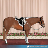 Horse Color:Chestnut Tobiano Rabicano