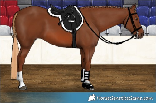 Horse Color:Chestnut Tobiano Rabicano