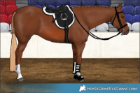 Horse Color:Chestnut Tobiano Rabicano