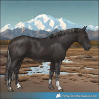 Horse Color:Silver Brown Tobiano  and Smoky Black 