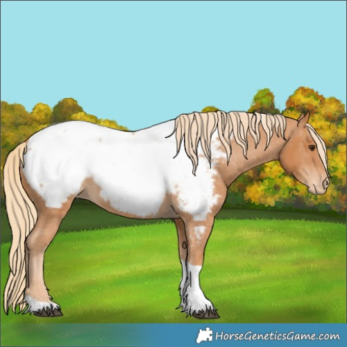 Horse Color:Chestnut Tobiano Near Fewspot 