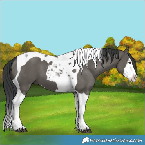 Horse Color:Grullo Splash Tobiano