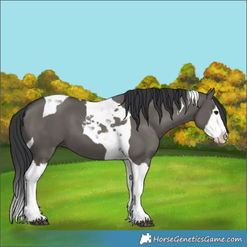 Horse Color:Grullo Splash Tobiano