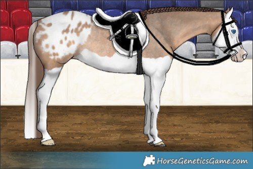 Horse Color:Bay Dun Splash Varnish Rabicano 