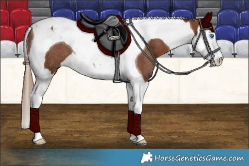 Horse Color:Chestnut Splash Tobiano Rabicano