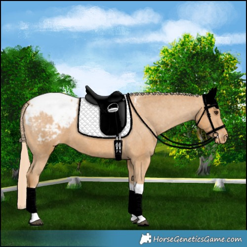 Horse Color:Chestnut Tobiano Appaloosa 