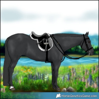 Horse Color:Black 