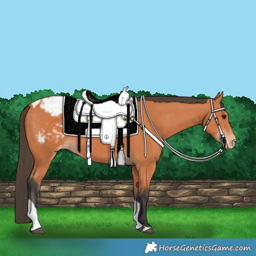 Horse Color:Bay Tobiano Snowcap 