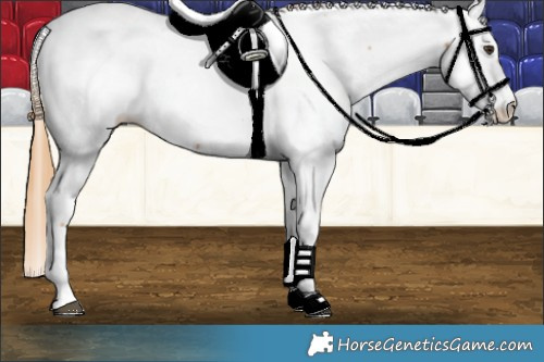 Horse Color:Chestnut Tobiano Appaloosa 