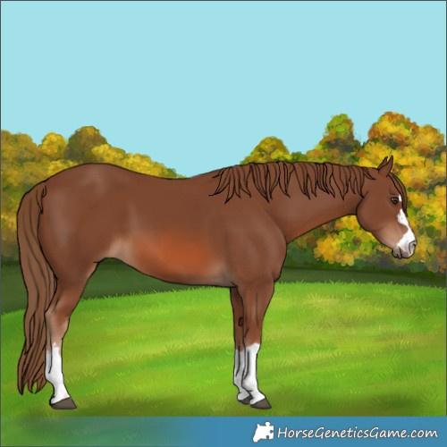Horse Color:Chestnut 