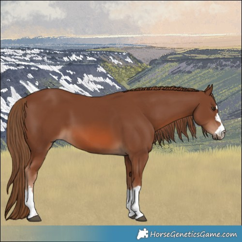 Horse Color:Chestnut 