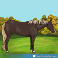 Horse Color:Liver Chestnut 