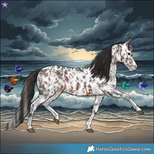 Horse Color:Brown Sabino Splash Near Leopard and Brown Sabino Splash Near Leopard