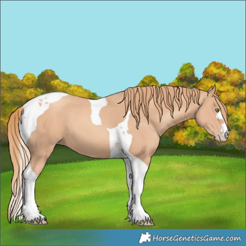 Horse Color:Gold Champagne Tobiano 