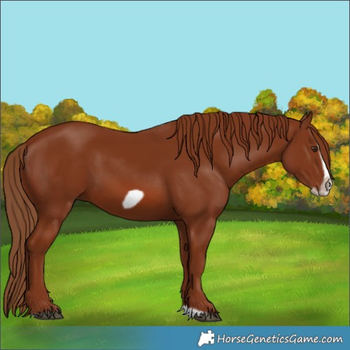 Horse Color:Chestnut Splash Frame