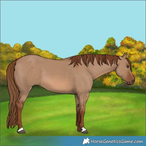 Horse Color:Red Dun 