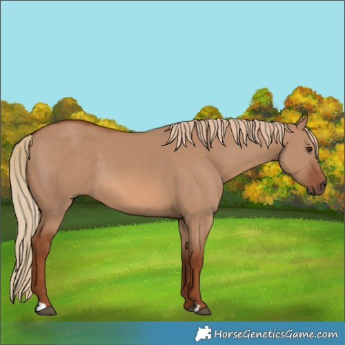 Horse Color:Red Dun 