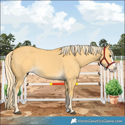 Horse Color:Palomino Dun Splash 