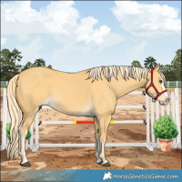 Horse Color:Palomino Dun Splash 