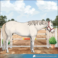 Horse Color:Perlino Dun Splash 