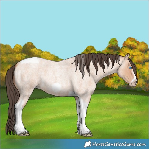 Horse Color:Amber Champagne Roan Tobiano Frame 